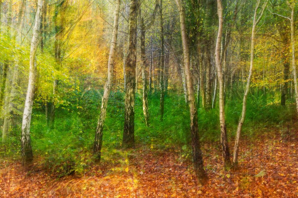 Kings Wood in Kent depicted in a Impressionist style.